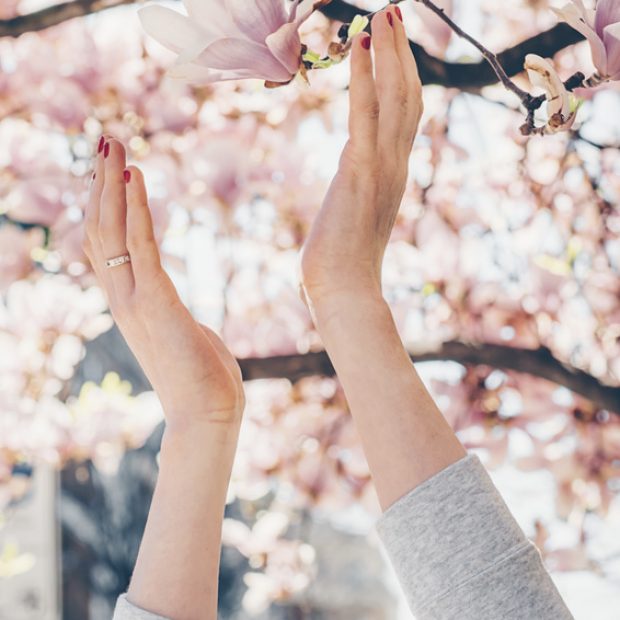 Pięknie kwitnie, zwalcza raka (magnolia)