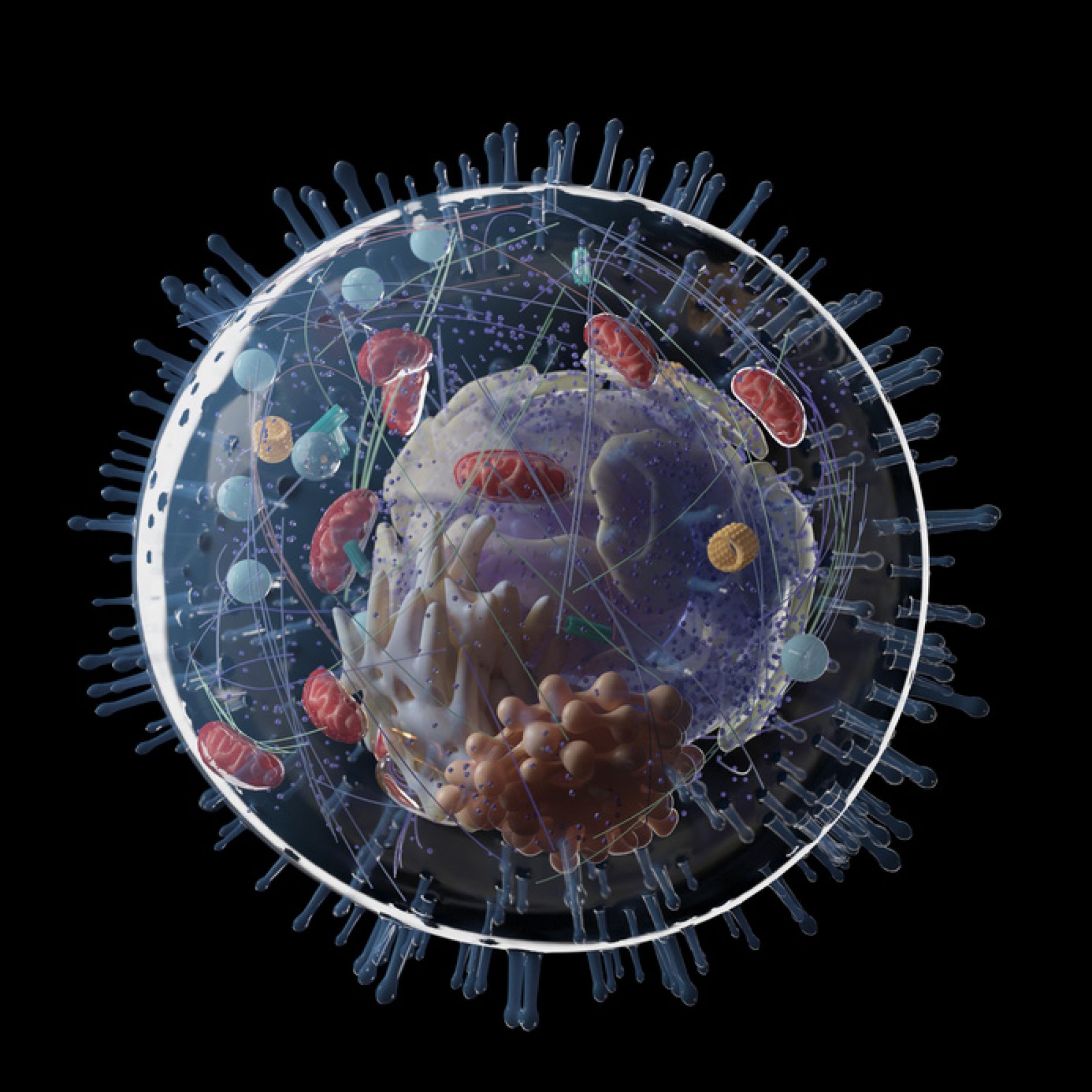 Karnozyna w infekcjach wirusowych